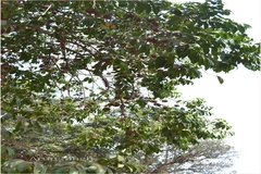 Hydnocarpus laurifolia